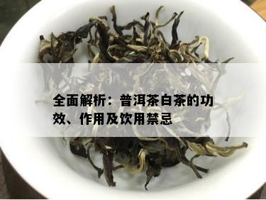 全面解析：普洱茶白茶的功效、作用及饮用禁忌