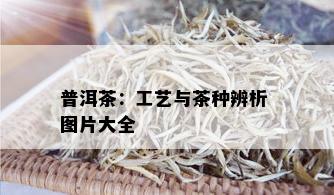 普洱茶：工艺与茶种辨析 图片大全