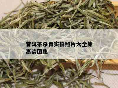 普洱茶杀青实拍照片大全集高清图集