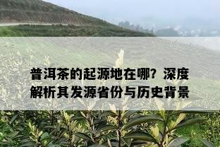 普洱茶的起源地在哪？深度解析其发源省份与历史背景