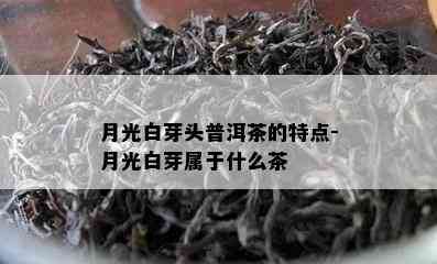 月光白芽头普洱茶的特点-月光白芽属于什么茶