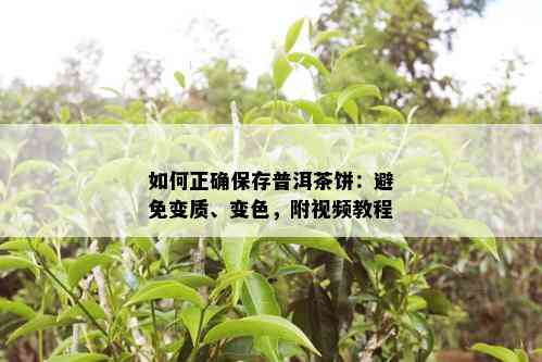 如何正确保存普洱茶饼：避免变质、变色，附视频教程