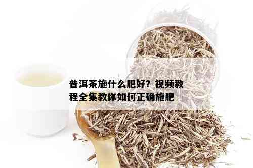 普洱茶施什么肥好？视频教程全集教你如何正确施肥