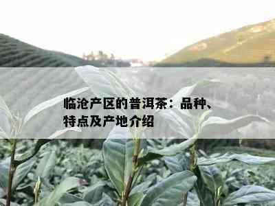 临沧产区的普洱茶：品种、特点及产地介绍