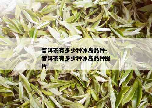 普洱茶有多少种冰岛品种-普洱茶有多少种冰岛品种图片