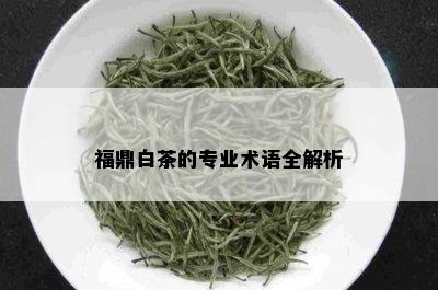 福鼎白茶的专业术语全解析