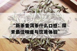 “新茶普洱茶什么口感：探索更佳味道与饮用体验”