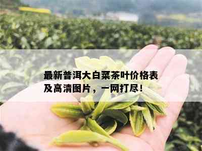 最新普洱大白菜茶叶价格表及高清图片，一网打尽！