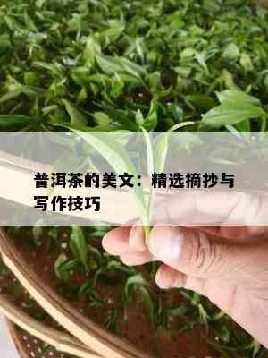 普洱茶的美文：精选摘抄与写作技巧