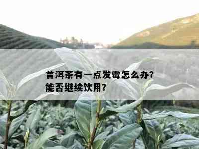 普洱茶有一点发霉怎么办？能否继续饮用？