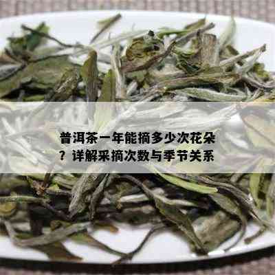 普洱茶一年能摘多少次花朵？详解采摘次数与季节关系