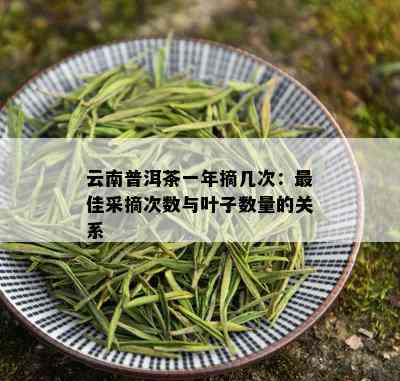 云南普洱茶一年摘几次：更佳采摘次数与叶子数量的关系