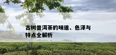 古树普洱茶的味道、色泽与特点全解析