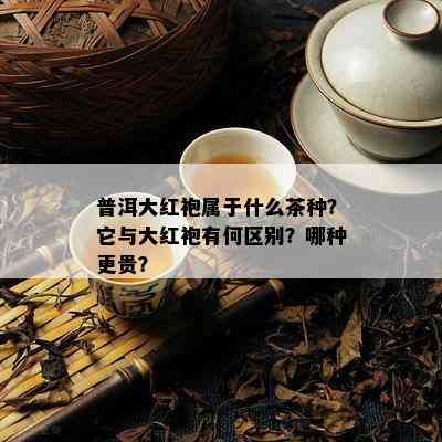 普洱大红袍属于什么茶种？它与大红袍有何区别？哪种更贵？