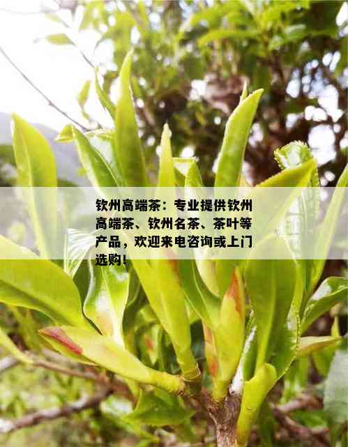 钦州高端茶：专业提供钦州高端茶、钦州名茶、茶叶等产品，欢迎来电咨询或上门选购！