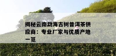 揭秘云南勐海古树普洱茶供应商：专业厂家与优质产地一览