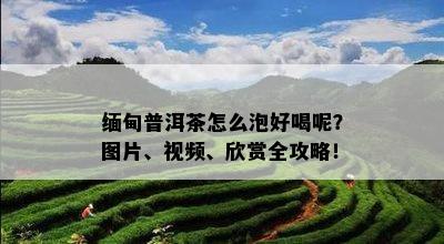 缅甸普洱茶怎么泡好喝呢？图片、视频、欣赏全攻略！