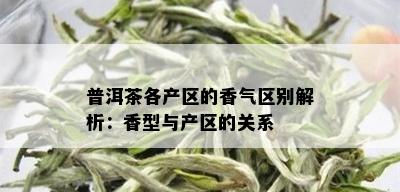 普洱茶各产区的香气区别解析：香型与产区的关系