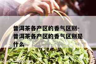 普洱茶各产区的香气区别-普洱茶各产区的香气区别是什么