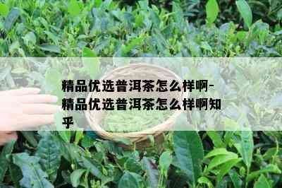 精品优选普洱茶怎么样啊-精品优选普洱茶怎么样啊知乎