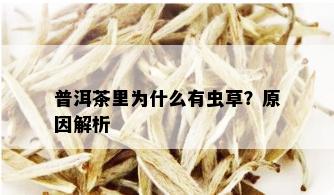 普洱茶里为什么有虫草？原因解析