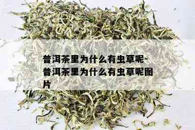 普洱茶里为什么有虫草呢-普洱茶里为什么有虫草呢图片