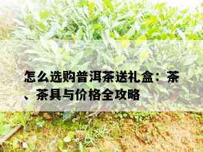 怎么选购普洱茶送礼盒：茶、茶具与价格全攻略