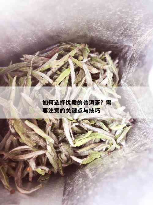 如何选择优质的普洱茶？需要注意的关键点与技巧