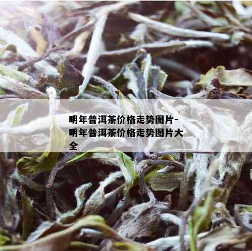 明年普洱茶价格走势图片-明年普洱茶价格走势图片大全