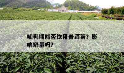 哺乳期能否饮用普洱茶？影响奶量吗？