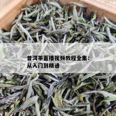 普洱茶直播视频教程全集：从入门到精通