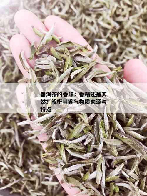 普洱茶的香味：香精还是天然？解析其香气物质来源与特点