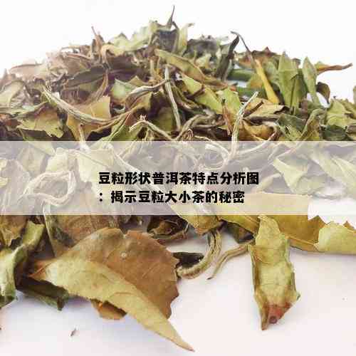 豆粒形状普洱茶特点分析图：揭示豆粒大小茶的秘密