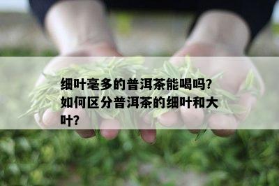 细叶毫多的普洱茶能喝吗？如何区分普洱茶的细叶和大叶？