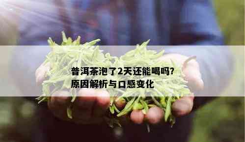 普洱茶泡了2天还能喝吗？原因解析与口感变化