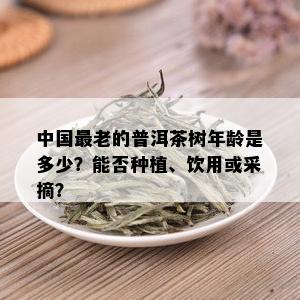 中国最老的普洱茶树年龄是多少？能否种植、饮用或采摘？