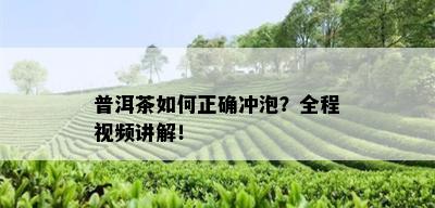 普洱茶如何正确冲泡？全程视频讲解！