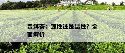 普洱茶：凉性还是温性？全面解析