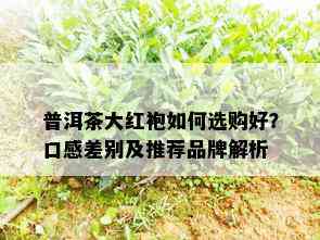 普洱茶大红袍如何选购好？口感差别及推荐品牌解析