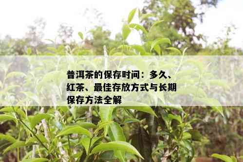 普洱茶的保存时间：多久、红茶、更佳存放方式与长期保存方法全解