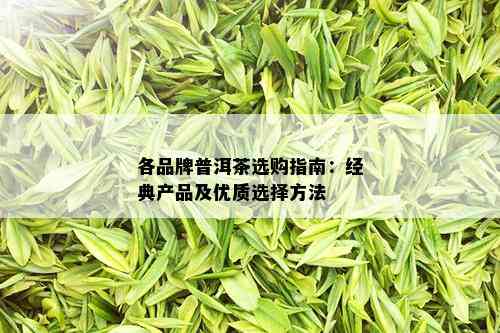 各品牌普洱茶选购指南：经典产品及优质选择方法