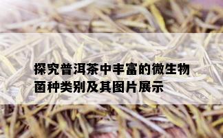 探究普洱茶中丰富的微生物菌种类别及其图片展示