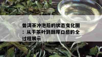 普洱茶冲泡后的状态变化图：从干茶叶到醇厚口感的全过程展示