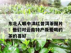 东北人眼中滇红普洱茶图片：他们对云南特产及爱喝的茶的喜好