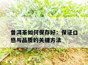 普洱茶如何保存好：保证口感与品质的关键方法