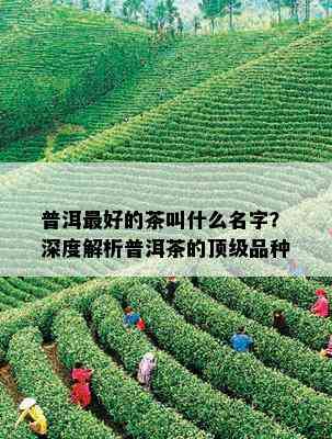 普洱更好的茶叫什么名字？深度解析普洱茶的顶级品种