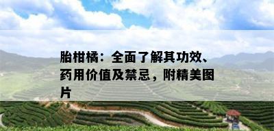 胎柑橘：全面了解其功效、药用价值及禁忌，附精美图片