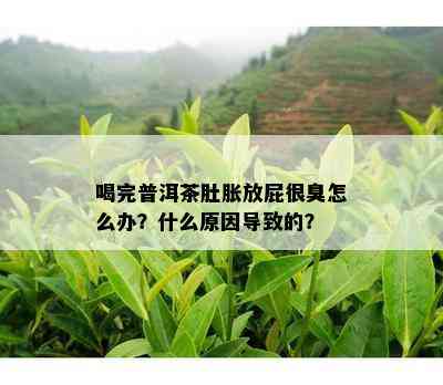 喝完普洱茶肚胀放屁很臭怎么办？什么原因导致的？