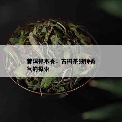 普洱樟木香：古树茶独特香气的探索