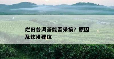 烂田普洱茶能否采摘？原因及饮用建议